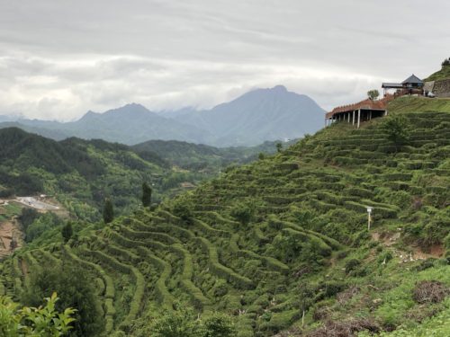 Organic tea plantation replacing severely degraded and eroding hillsides. Image credit Simon Costanzo