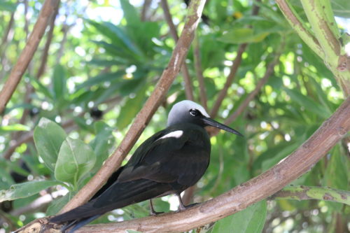 Black noddys were one of the bird species to colonize Lady Elliot Island. Image credit: James Currie