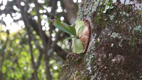 One common sight in a rainforest is an epiphyte -- a plant that has specialized in growing on other plants. Epiphytes draw nutrients and water out of the air to sustain themselves, and live without putting any roots into the ground. Image credit: James Currie