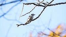 A Downy Woodpecker foraging on a branch near the IAN Cambridge office.