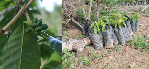 Coffee beans still maturing on the plant (left). Small coffee tree saplings ready to be planted.