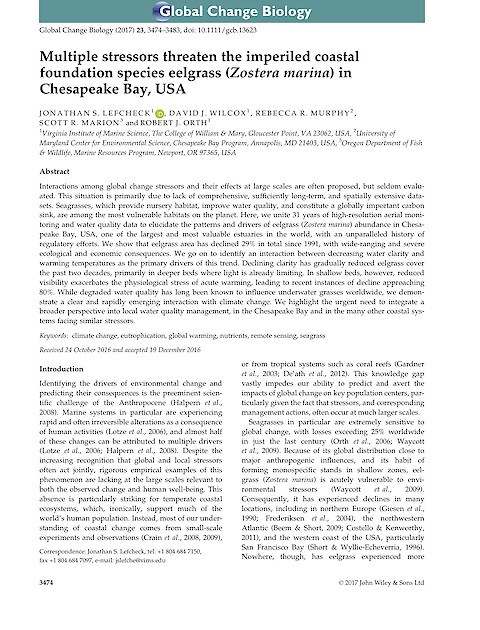 Multiple stressors threaten the imperiled coastal foundation species eelgrass (Zostera marina) in Chesapeake Bay, USA (Page 1)