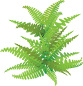 Leafy plant without rock