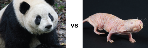The panda receives a great deal of conservation efforts, whereas the naked mole rat and other less attractive species are rarely the faces of environmental campaigns. (