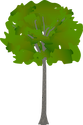 Front view (2D) of a Quercus rubra tree.