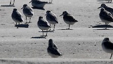 Sanderlings hanging out on the beach in Assateague Island.