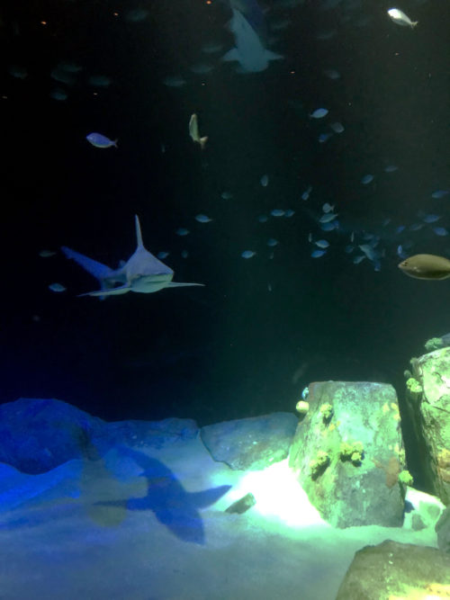 Ocean Wonders: Sharks! exhibit. Photo credit: Bill Dennison.