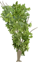 Illustration of a silver maple as it would appear in a riparian system