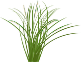Illustration of a clump of sideoats grama as it would grow in a field or meadow setting