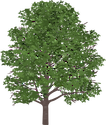 Illustration of a sweet birch (also known as a black birch, cherry birch, mahogany birch, or spice birch) tree.