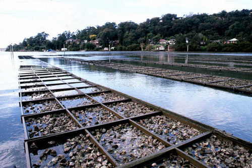 An example of oyster aquaculture, which is potentially the sustainable future for oyster fisheries in the Chesapeake Bay. (