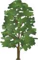 Illustration of a basswood tree (Tilia americana)