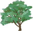 An illustration of a Swamp White Oak (Quercus bicolor).