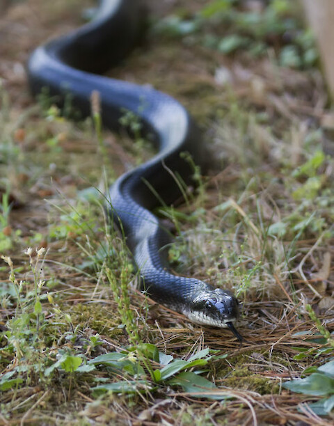 Wiki Commons stock photo of a black rat snake. Photo credit: Shenandoah National Park from VirginiaÂ CC-BY-2.0Â 