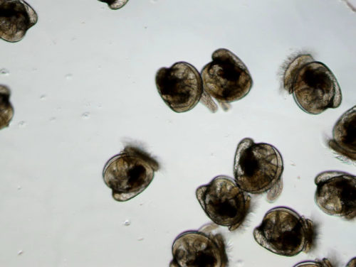 The larvae in question. Photo credit: Horn Point Oyster Hatchery.