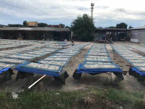 Racks of fish being dried in Chong Samae San, Thailand. Photo credit: Bill Dennison.