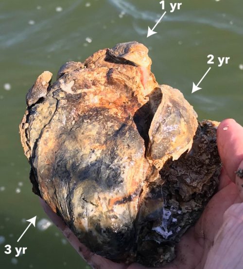 A one year, two year and three year old oyster from the Harris Creek Sanctuary that was planted three years ago. Photo credit: Bill Dennison.