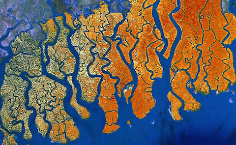 Satellite image of mangroves in the Sundarbans, Bangladesh, and India. Darker hues represent higher levels of mangrove canopy cover per-pixel. Photo credit: Dr. Stuart Hamilton.