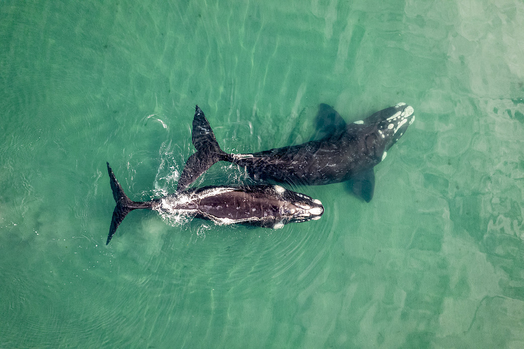 An aerial view of two gray whales swimming in turquoise water.