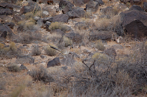 Road Runner at Petroglyph National Monument in Albuquerque, NM