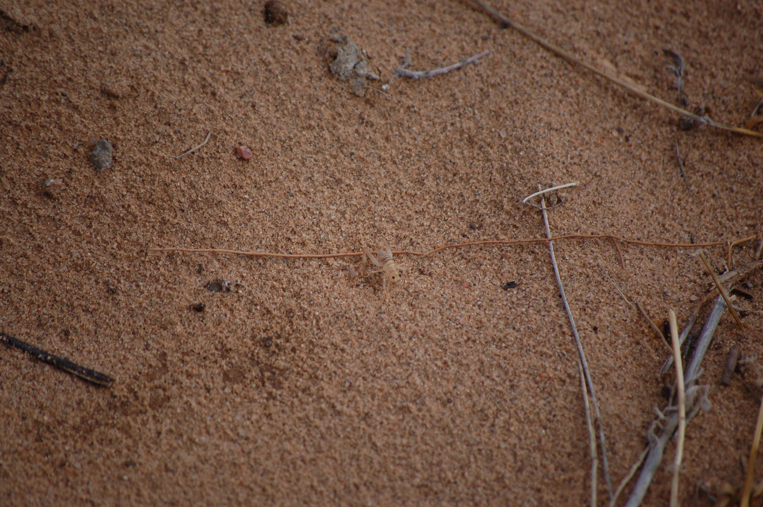 Cricket at Petroglyph National Monument in Albuquerque, NM Media