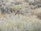 Crissal thrasher sits atop brush in Petroglyph National Monument in Albuquerque, NM