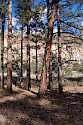 Charred ponderosa pine (Pinus ponderosa) at Bandelier National Monument in Los Alamos, NM