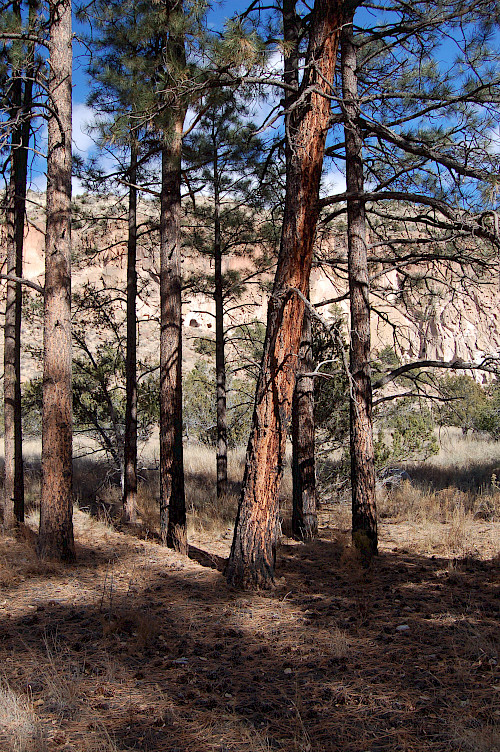 Charred ponderosa pine (Pinus ponderosa) at Bandelier National Monument in Los Alamos, NM