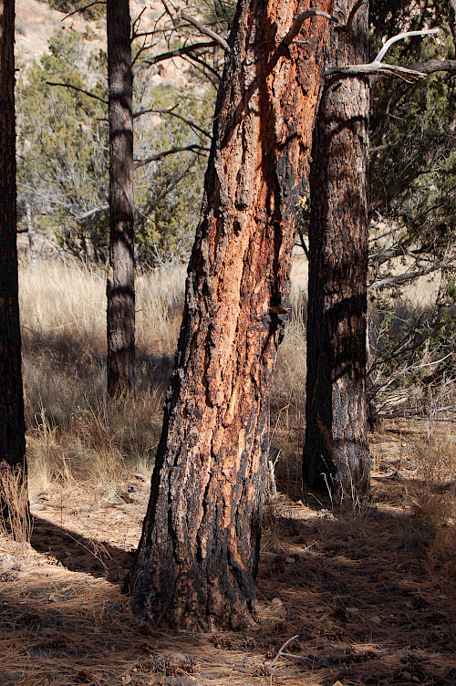 Close up of charred ponderosa pine (Pinus ponderosa) at Bandelier National Monument in Los Alamos, NM