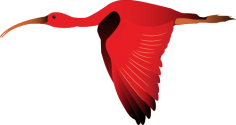 Eudocimus ruber (Scarlet ibis or Guara)