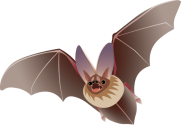 Myotis septentrionalis (northern long-eared bat)