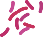 Gram-stained Escherichia coli.