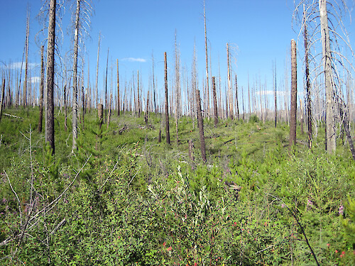 Regeneration after a wildfire takes time, a process challenged by rising fire frequencies.