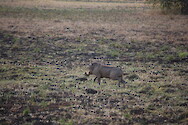 Warthog in South Luangwa National Park, Zambia. Possibly the common warthog: Phacochoerus africanus, subspecies Southern warthog (P. a. sundevallii).