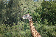 Giraffa camelopardalis thornicrofti (Thornicroft's giraffe) eating leaves in South Luangwa National Park, Zambia.
