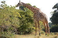 Giraffa camelopardalis thornicrofti (Thornicroft's giraffe) in South Luangwa National Park, Zambia.