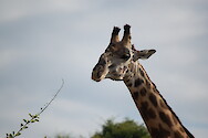 Giraffa camelopardalis thornicrofti (Thornicroft's giraffe) in South Luangwa National Park, Zambia.