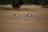 Balearica regulorum (Grey crowned crane) at South Luangwa National Park in Zambia.