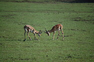 Two juvenile impala play-fighting at South Luangwa National Park in Zambia.