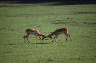 Two juvenile impala play-fighting at South Luangwa National Park in Zambia.