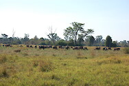 A herd of African buffalo (Syncerus caffer) in South Luangwa National Park, Zambia.