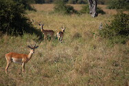 Impala at South Luangwa National Park in Zambia.
