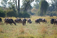 A herd of African buffalo (Syncerus caffer) in South Luangwa National Park, Zambia.