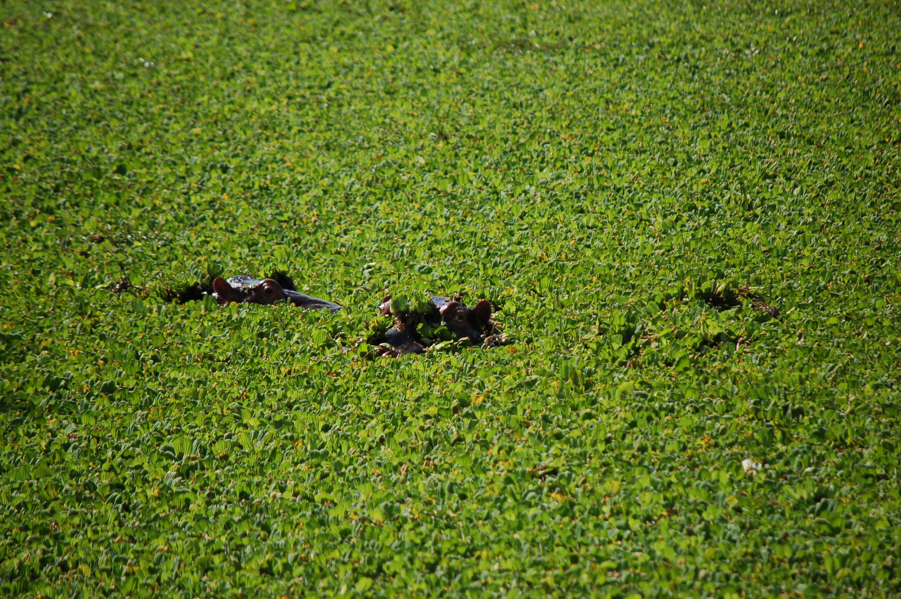 Hippopotamus amphibius hippopotamus media library integration and