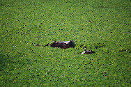 Hippos, (Hippopotamus amphibius) floating in Nile cabbage in South Luangwa National Park, Zambia.