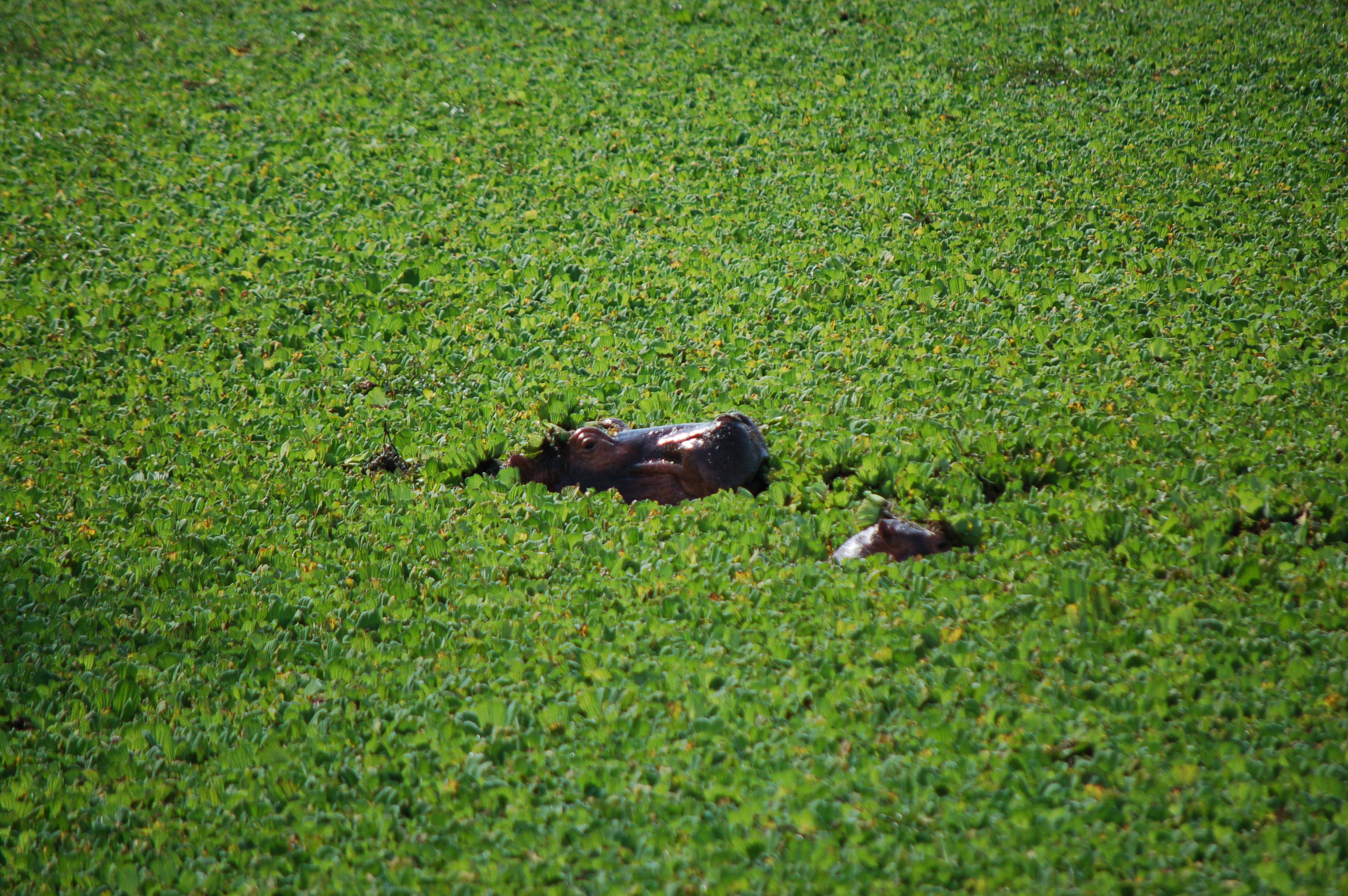 Hippopotamus amphibius hippopotamus 3 media library integration