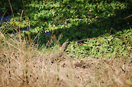 Nile monitor (Varanus niloticus) in South Luangwa National Park, Zambia.