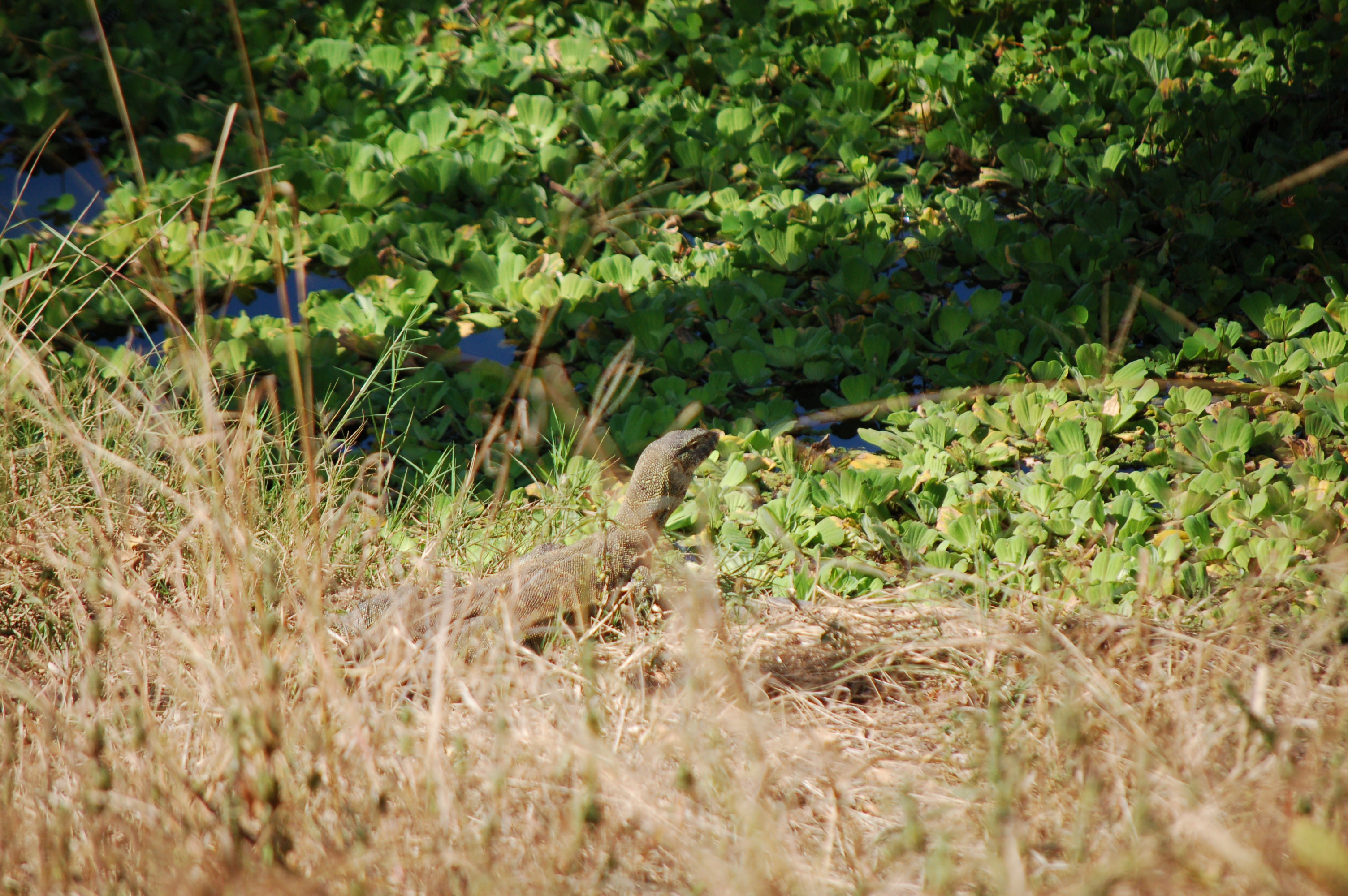 Varanus niloticus nile monitor media library integration and