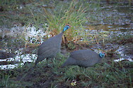 Helmeted guineafowl (Numida meleagris) in South Luangwa National Park, Zambia.