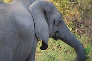 African bush elephant (Loxodonta africana) in South Luangwa National Park, Zambia.